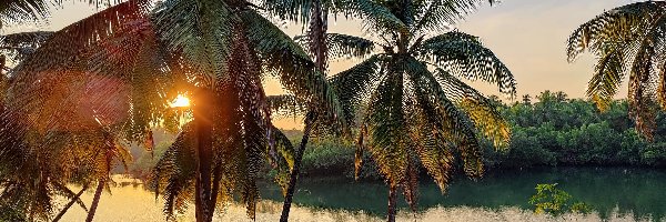 Wschód słońca, Rzeka, Palmy