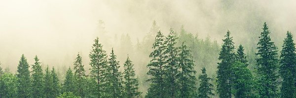 Las, Drzewa, Zielone, Mgła
