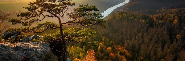 Drzewo, Góry Połabskie, Niemcy, Rzeka Łaba, Skały, Sosna, Jesień, Park Narodowy Saskiej Szwajcarii