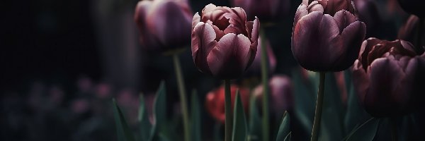 Ciemne tło, Tulipany, Kwitnące