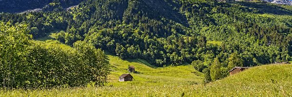 Drzewa, Alpy Szwajcarskie, Szwajcaria, Elm, Domki, Wzgórza, Wieś, Góry