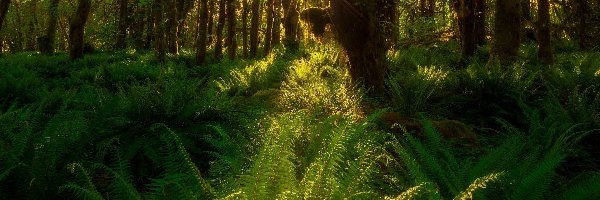 Paprocie, Quinault Rainforest, Stany Zjednoczone, Waszyngton, Promienie słońca, Drzewa, Park Narodowy Olympic, Las deszczowy