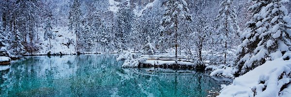 Blausee, Drzewa, Jezioro, Szwajcaria, Ośnieżone, Zima