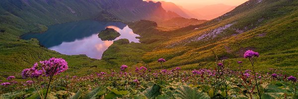 Kwiaty, Góry, Alpy, Bawaria, Niemcy, Dolina, Jezioro Schrecksee