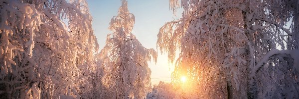 Zima, Ośnieżone, Drzewa, Ścieżka, Promienie słońca