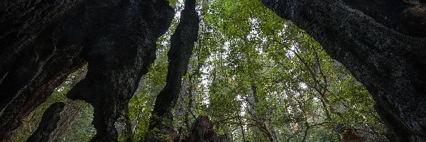 Stany Zjednoczone, Drzewa, Sekwoje wieczniezielone, Pnie, Zwęglone, Kalifornia, Park Narodowy Redwood