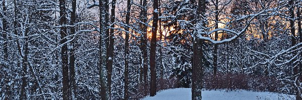 Zima, Drzewa, Las, Wieczór, Śnieg