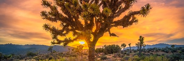 Kalifornia, Zachód słońca, Park Narodowy Joshua Tree, Stany Zjednoczone, Góry, Drzewa