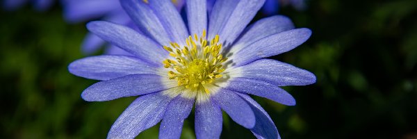Zawilec apeniński, Niebieski, Kwiat