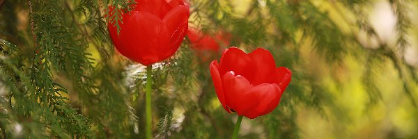Tulipany, Gałązki, Rośliny, Czerwone