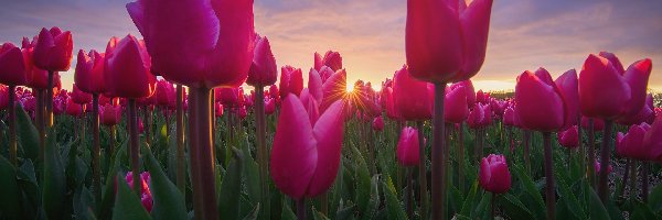 Pole, Różowe, Plantacja, Promienie słońca, Tulipany