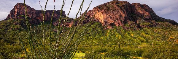 Góry, Wzgórza, Park stanowy Picacho Peak, Arizona, Stany Zjednoczone, Roślinność, Krzewy