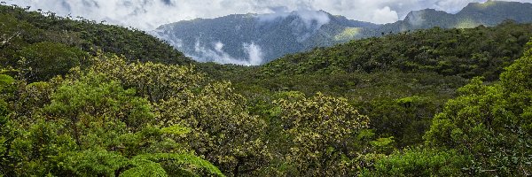 Góry, Cirque de Salazie, Rośliny, Francja, Wyspa Reunion