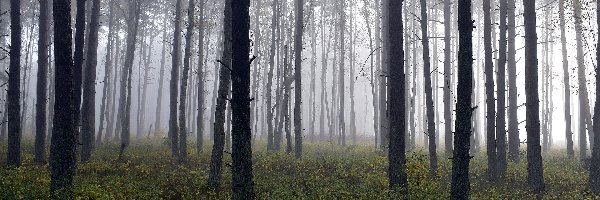 Las, Jesień, Drzewa, Rośliny, Mgła