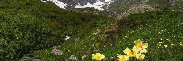 Rośliny, Alpy Pennińskie, Włochy, Sasanki alpejskie, Rzeka, Żółte, Kwiaty, Góry