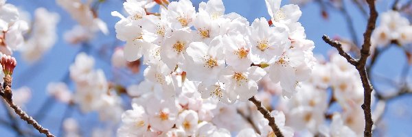 Wiśnia japońska, Kwiaty, Białe, Drzewo owocowe