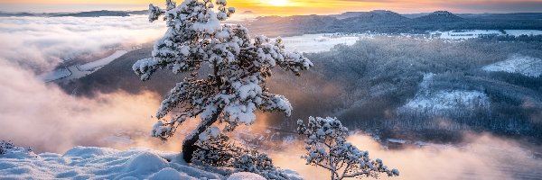 Mgła, Park Narodowy Saskiej Szwajcarii, Góry Połabskie, Niemcy, Wschód słońca, Drzewa, Zima