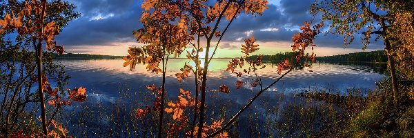 Liście, Jesień, Drzewa, Gałęzie, Jezioro, Wschód słońca