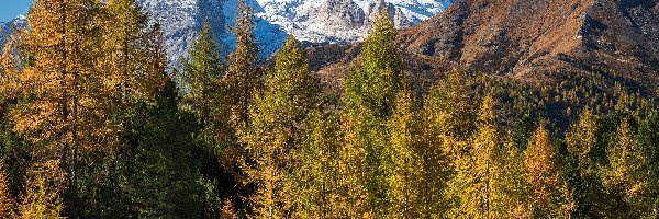 Włochy, Lodowiec, Marmolada Glacier, Góry Marmolada, Jesień, Drzewa, Żółte