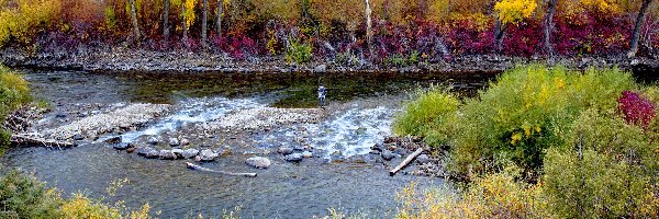 Wędkarz, Rzeka, Stany Zjednoczone, Drzewa, Kolorowe, Rośliny, Pożółkłe, Jesień, Gunnison River, Kolorado