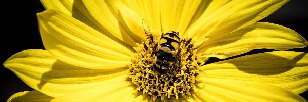 Pszczoła, Kwiatek, Żółty