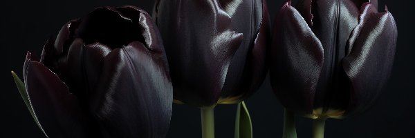 Tulipany, Czarne, Kwiaty