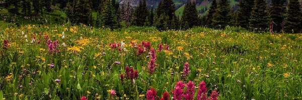 Drzewa, Góry, Diorite Peak, Kolorado, Stany Zjednoczone, Kwiaty, Łąka