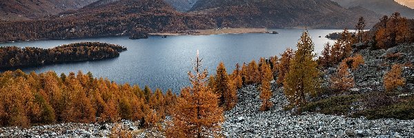 Kamienie, Dolina Engadyna, Jesień, Drzewa, Jezioro Silsersee, Góry Alpi del Bernina, Las, Szwajcaria