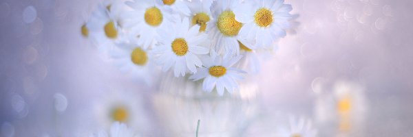 Kwiaty, Rumian polny, Biały