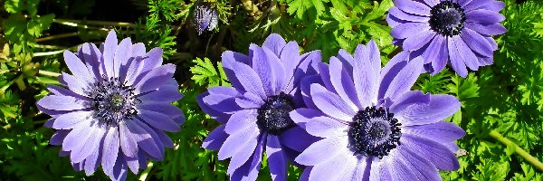 Niebieskie, Zawilce, Kwiaty