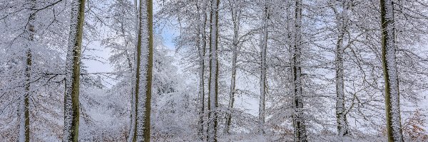 Zima, Ośnieżone, Śnieg, Las, Drzewa