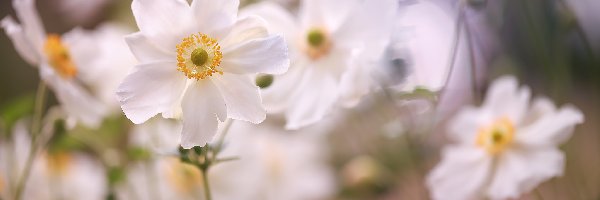 Białe, Kwiaty, Zawilce, Rozkwitnięta