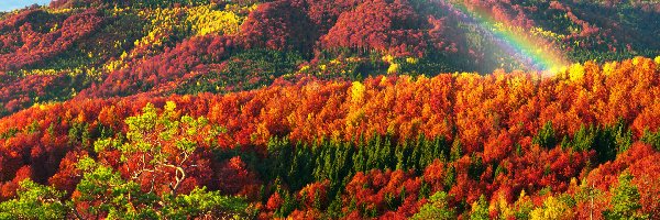 Drzewa, Lasy, Kolorowe, Tęcza, Góry, Jesień