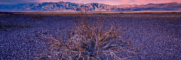 Stany Zjednoczone, Góry, Park Narodowy Doliny Śmierci, Krzew, Suchy, Kalifornia, Park Narodowy Death Valley