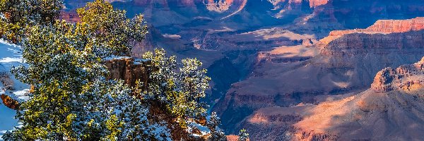 Arizona, Drzewa, Skały, Stany Zjednoczone, Zima, Park Narodowy Wielkiego Kanionu