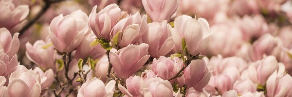 Magnolie, Kwiaty, Wiosna