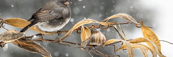 Ptak, Liście, Junko zwyczajny, Zima, Śnieg