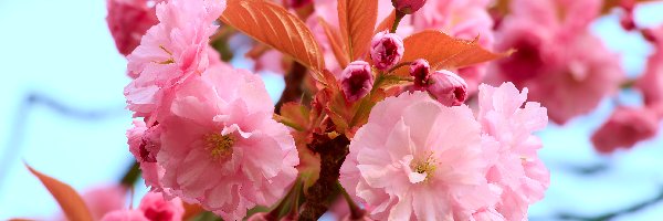 Kwiaty, Wiśnia japońska, Drzewo owocowe, Jasnoróżowe