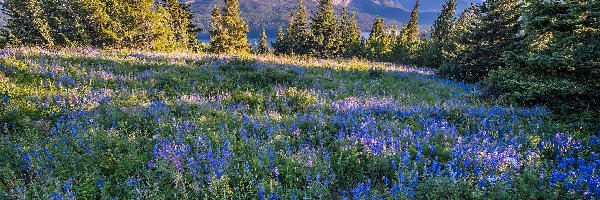 Góry, Stany Zjednoczone, Kwiaty, Montana, Park Narodowy Lodowców, Drzewa, Łubin