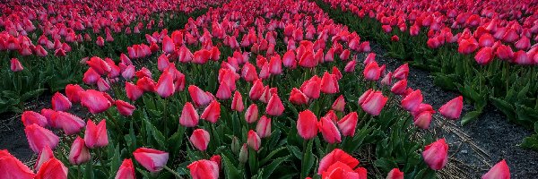 Różowe, Tulipany, Pole