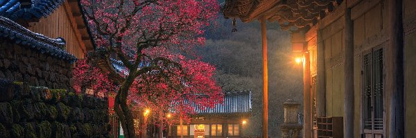Kwitnące, Hwaeomsa, Świątynia, Światła, Człowiek, Korea Południowa, Hrabstwo Gurye, Buddyjska, Drzewo