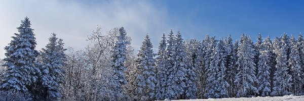 Zima, Drzewa, Las, Śnieg, Pole