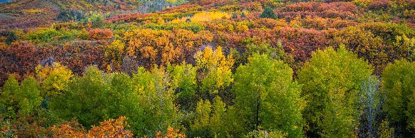 Jesień, Góry, Zamglone, Drzewa, Kolorowe