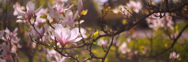 Magnolia, Kwiaty, Różowe, Gałązki, Krzew