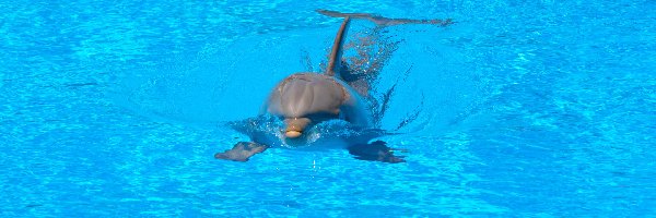 Woda, Delfin, Pływający