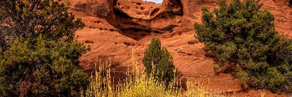 Łuk skalny, Skały, Dolina, Arizona, Stany Zjednoczone, Krzewy, Drzewa, Monument Valley, Honeymoon Arch