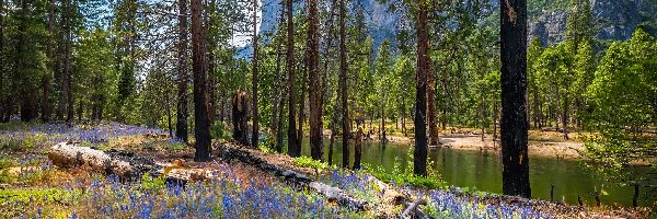 Rzeka, Wiosna, Merced River, Drzewa, Stany Zjednoczone, Kwiaty, Góry, Kalifornia, Łubin, Las, Park Narodowy Yosemite