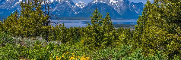 Wyoming, Kwiaty, Park Narodowy Grand Teton, Stany Zjednoczone, Drzewa, Góry