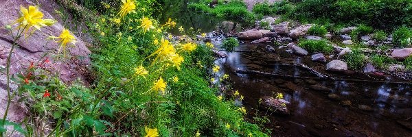 Kwiaty, Las, Rzeka, Arizona, Stany Zjednoczone, Kamienie, Orliki, Oak Creek, Żółte