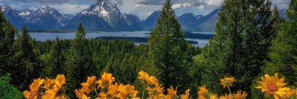 Drzewa, Park Narodowy Grand Teton, Balsamorhiza, Kwiaty, Góry Teton Range, Las, Łąka, Stany Zjednoczone